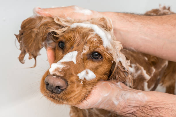 English cocker spaniel dog taking a shower with shampoo, soap and water in a bathtub