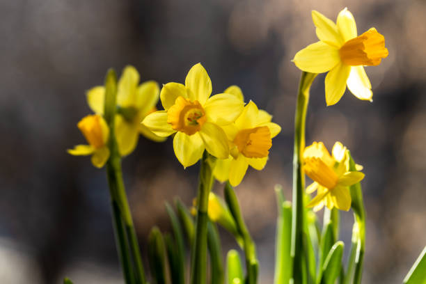 Beautiful Spring banner with fresh yellow daffodil flowers growing 