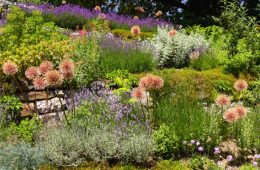 English garden with giant onion, salvia, lavender among other beautiful plants.