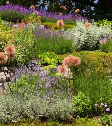 English garden with giant onion, salvia, lavender among other beautiful plants.