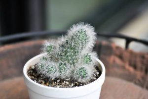 cactus plant, feather cactus or the Mammillaria plumosa or succulent