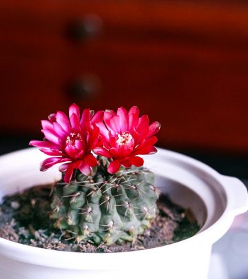 Flowering succulents