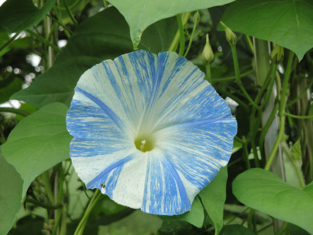 A closeup shot of a common morning-glory flowerblooming in a garden 