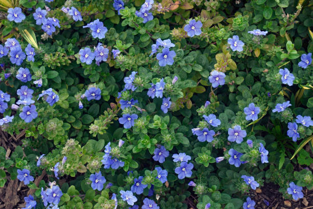 Dwarf morning glory Called Blue daze, Morning glory also