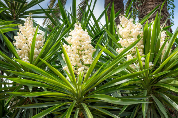 Yucca Succulent plant in bloom