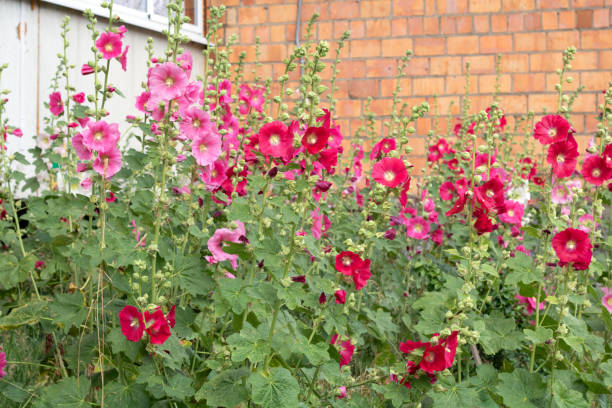  blooming colorful Hollyhocks flowers blooming outside