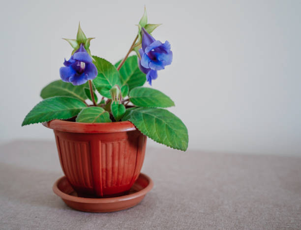 Gentle blue purple Dwarf morning glory flowers