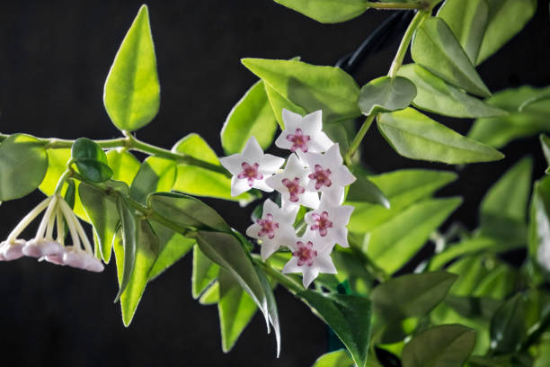 Hoya bella, also known as Wax Flower Plant, Porcelain Flower, or Bella Plant. It is blooming on dark background