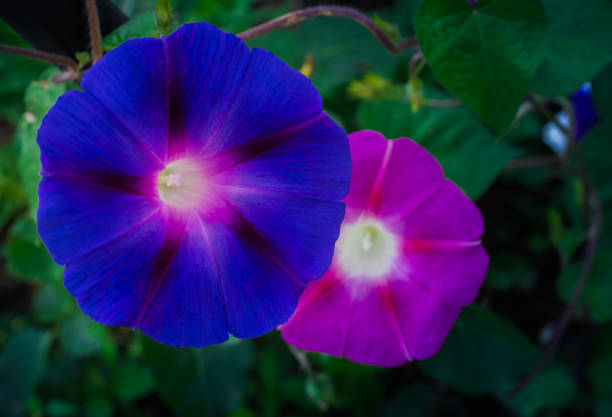 The Knowlians Black variant of morning glory flowers