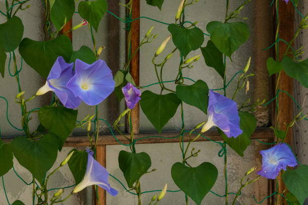 Ivy-leaved morning-glory flowers blooming on the eaves