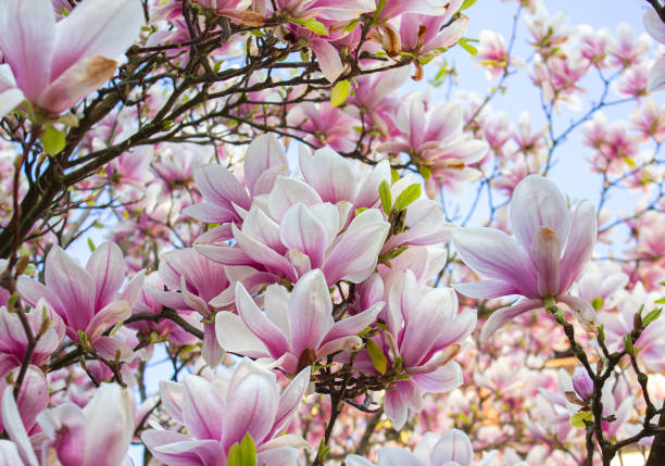 Magnolia tree blossom in springtime. Tender pink flowers in sunlight. Warm April weather background.