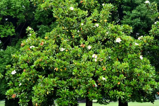 Magnolia grandiflora, commonly called Southern magnolia or Bull bay, is a medium to large evergreen tree, growing to 10-30meters high. Native to Southeastern United States, it is now widely cultivated in warm areas around the world. Flagrant white flowers bloom in early summer (June-July), which turn into cone-like fruiting clusters that mature in late summer to early fall, releasing seeds at maturity.