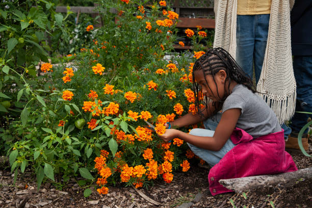 Young attending to marigold flowers in a garden