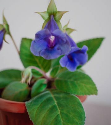 Gentle blue purple flowers of Sinningia Thidea - Gloxinia with green leaves on gray background. Indoor plant. Selective focus.