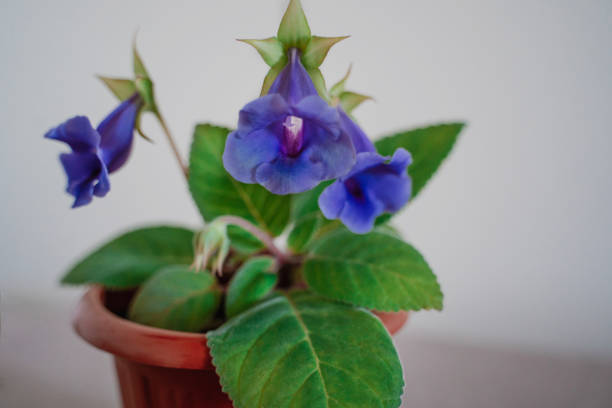 Gentle blue purple flowers of Sinningia Thidea - Gloxinia with green leaves on gray background. Indoor plant. Selective focus.