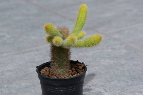 Monkey tail cactus or Cleistocactus colademononis in flower pot.