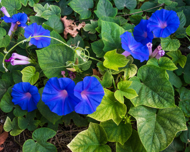 Blue Dwarf morning glory ground covers