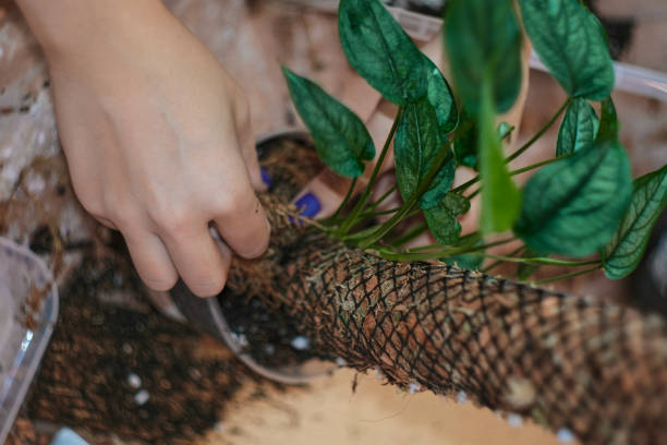 attaching the plant to the moss pole.