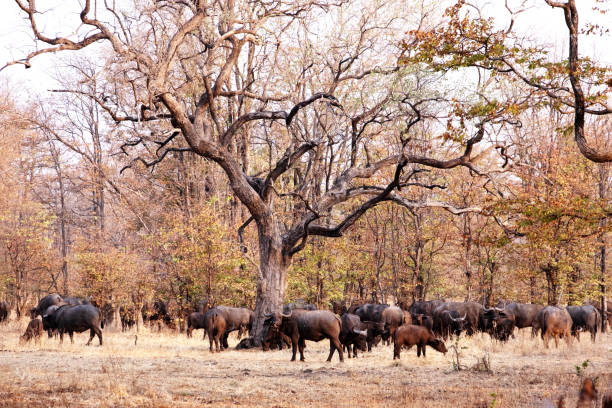 Herd of buffalos standing or grazing at the edge of the forest with mopane trees in Liwonde National Park.