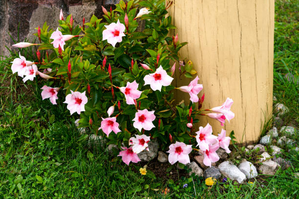 Mandeville bell, funnel-shaped flower outdoors in the garden in summer