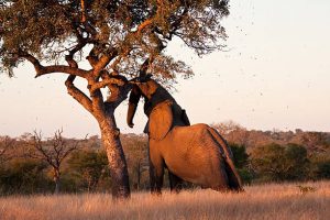 Elephant push marula tree high leaves falling to break