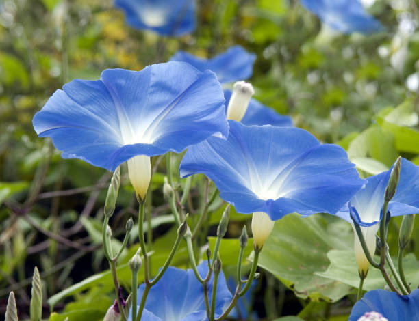 Milky Way Morning glory tricolor