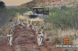 The Return of the Big Five: How Madikwe Safaris Is Leading Wildlife Conservation Efforts