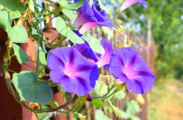 Blue morning glory flowers in full vine bloom