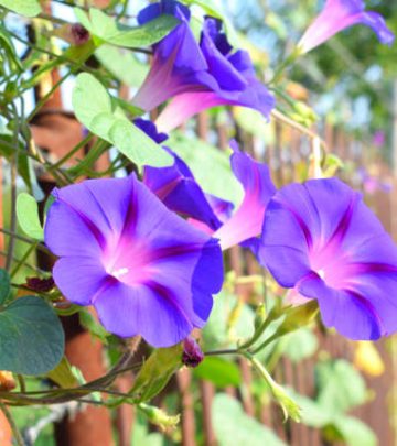 Blue morning glory flowers in full vine bloom