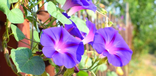 Blue morning glory flowers in full vine bloom