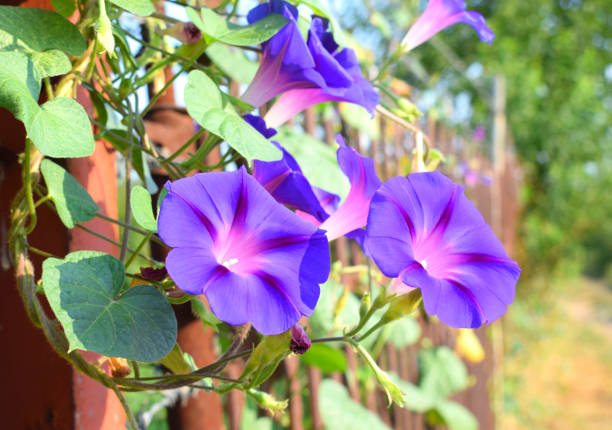 Blue morning glory flowers in full vine bloom