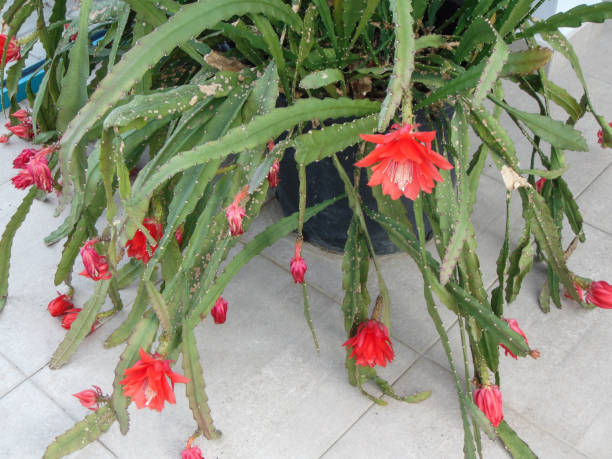 Blooming Orchid Cactus. Disocactus ackermannii