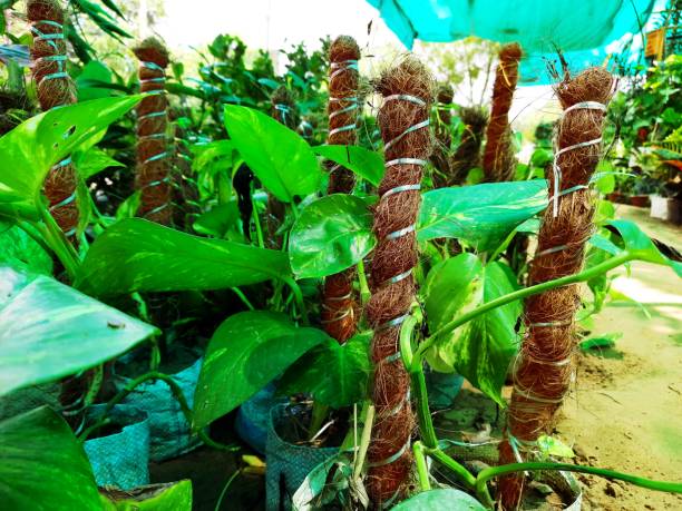 Money tree or vines in a moss plant shop