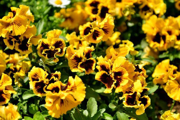 Yellow Pansy variety cultivated as a garden flower.