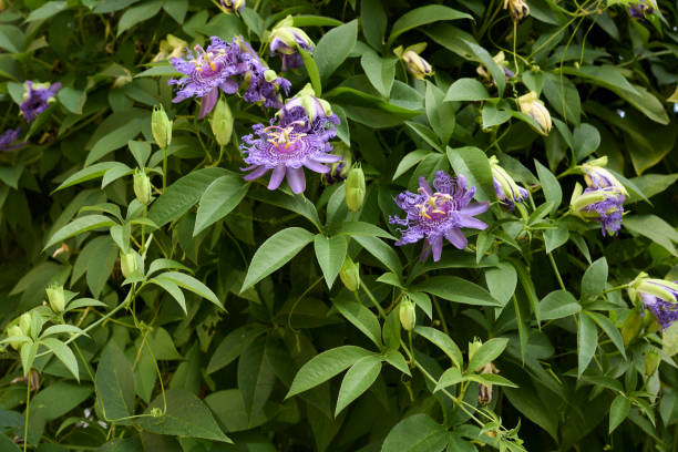 Passiflora incarnata violet flowers