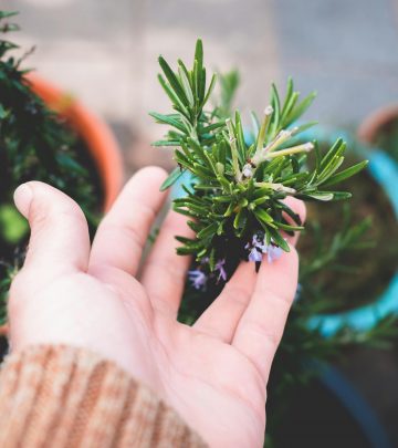 The benefits of growing Rosemary