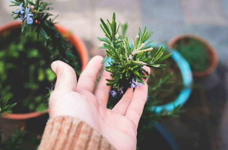 The benefits of growing Rosemary