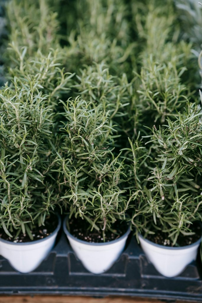 The benefits of growing Rosemary