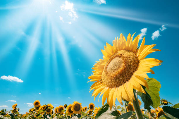 Landscape of a beautiful sunflower field