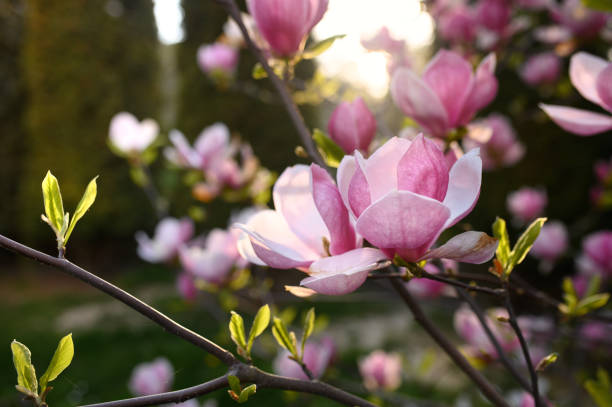 Saucer magnolia flowers blooming in Pink bushes in a home garden