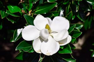 Close-up of a single Magnolia Tree Bloom in a Summer Flower Garden