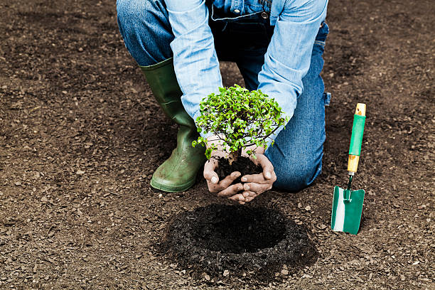 Farmer planting small tree