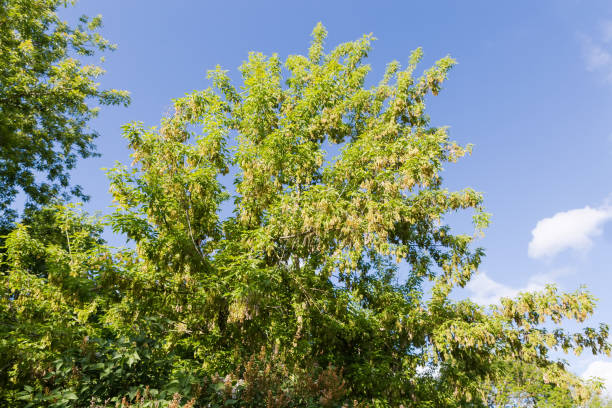 Top of the Acer negundo, also known as ash-leaved maple with unripe double winged seeds, so-called samaras against the sky in summer sunny day