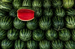 Watermelon varieties