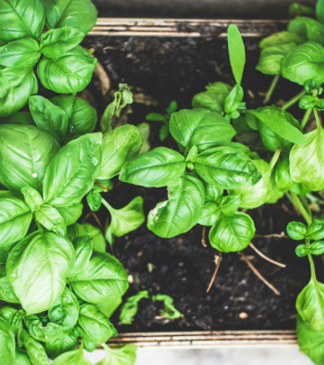 Why your Basil is wilting?