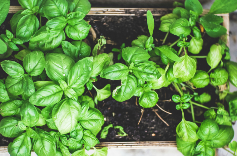 Why your Basil is wilting?