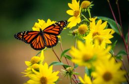 beautiful monarch butterfly resting on yellow sunflowers with blurry background