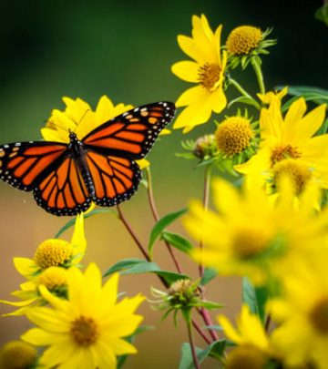 beautiful monarch butterfly resting on yellow sunflowers with blurry background