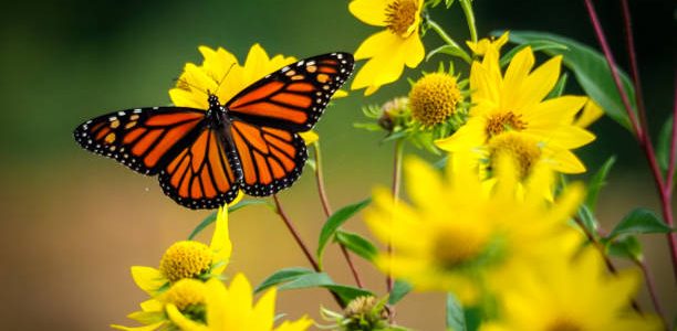 beautiful monarch butterfly resting on yellow sunflowers with blurry background