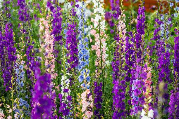 Delphinium elatum close up background. Multicolored Larkspur flowers. Delphinium purple, blue, pink flowers grows in the garden